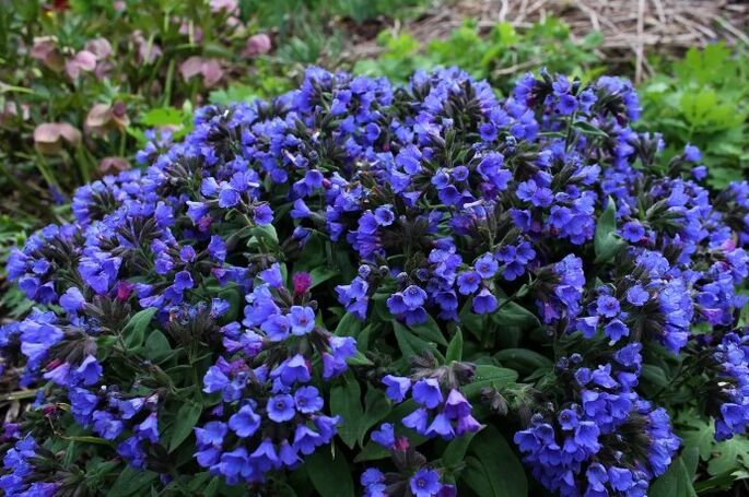 Medunitsa flowers