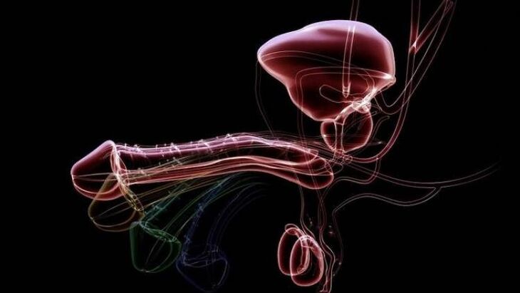 Why does discharge appear when men are excited and it is normal